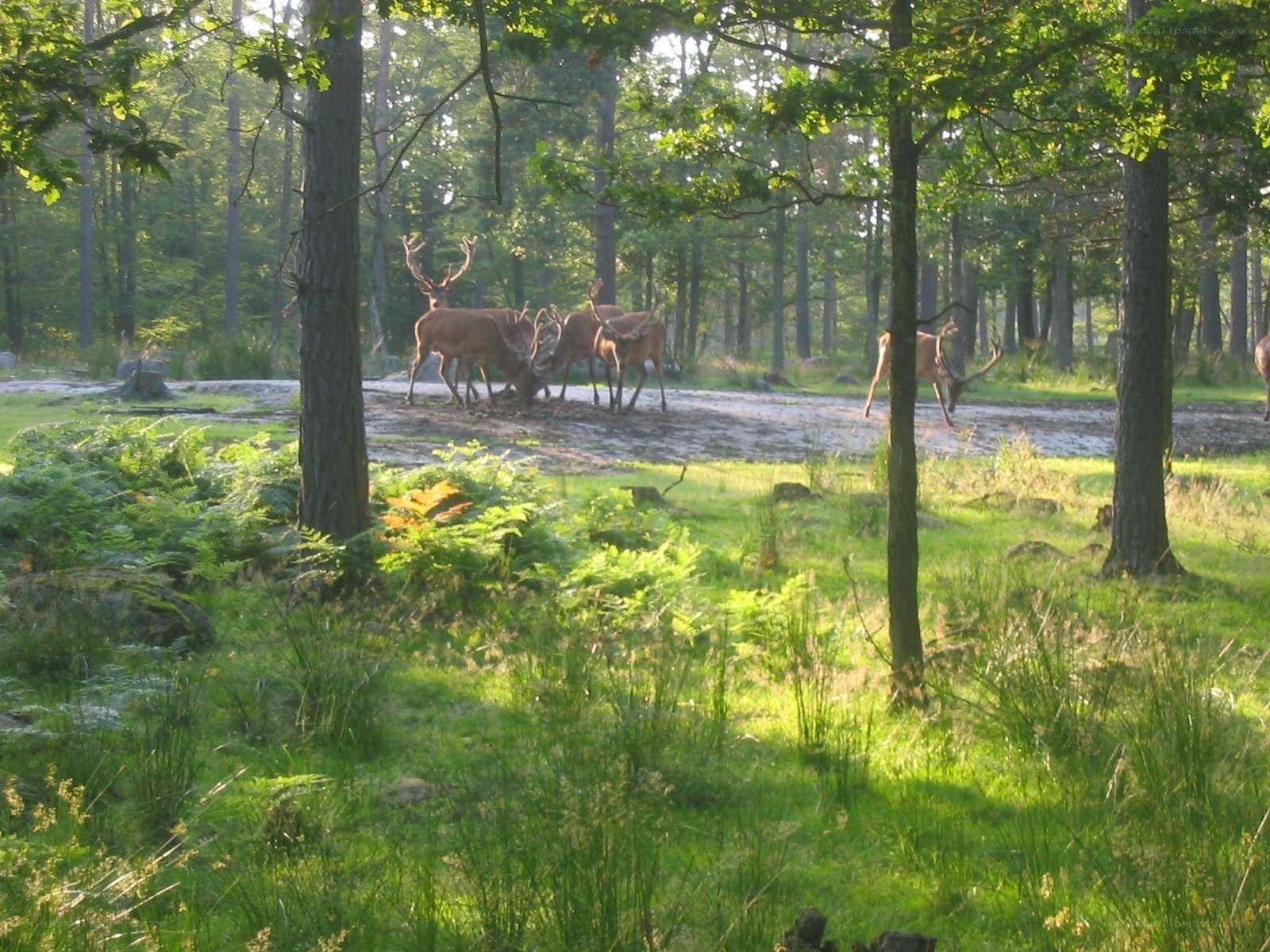 Deer in a forest clearing