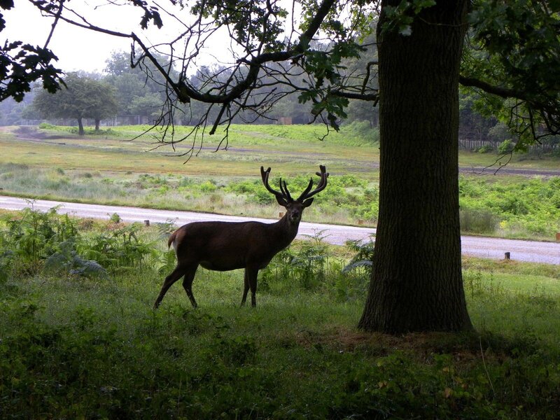 Deer in a forest clearing