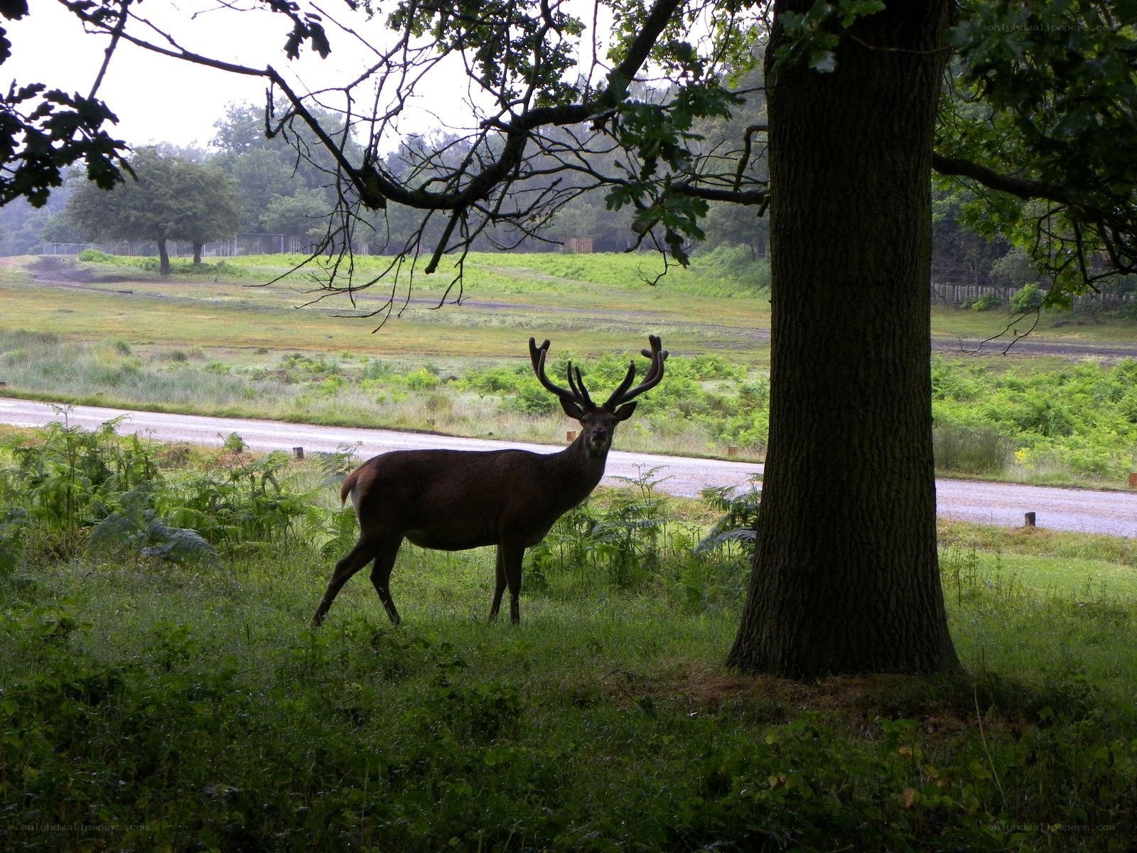 Deer in a forest clearing