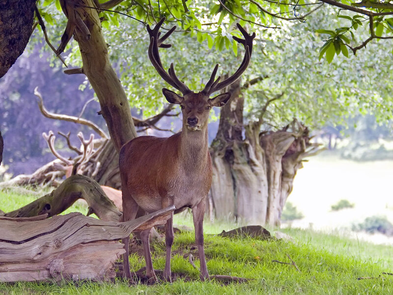 Deer in a forest clearing