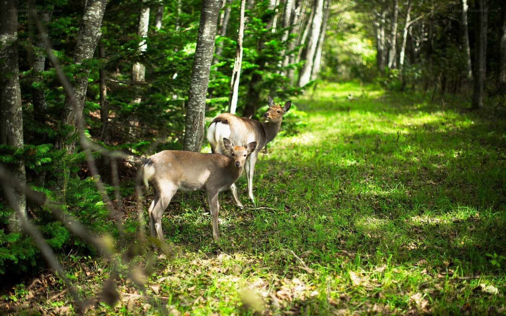 Deer in a forest clearing