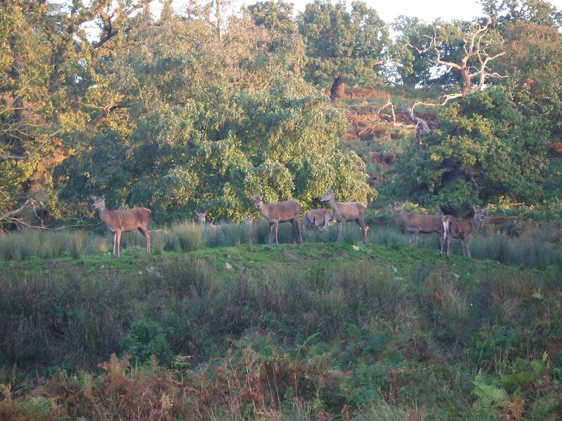 Deer in a Forest — Green, Serene, Sunset