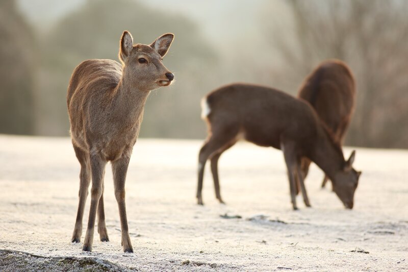 Deer in a frosty field