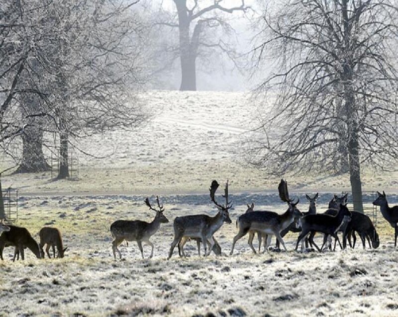 Deer in a Frosty Field — White
