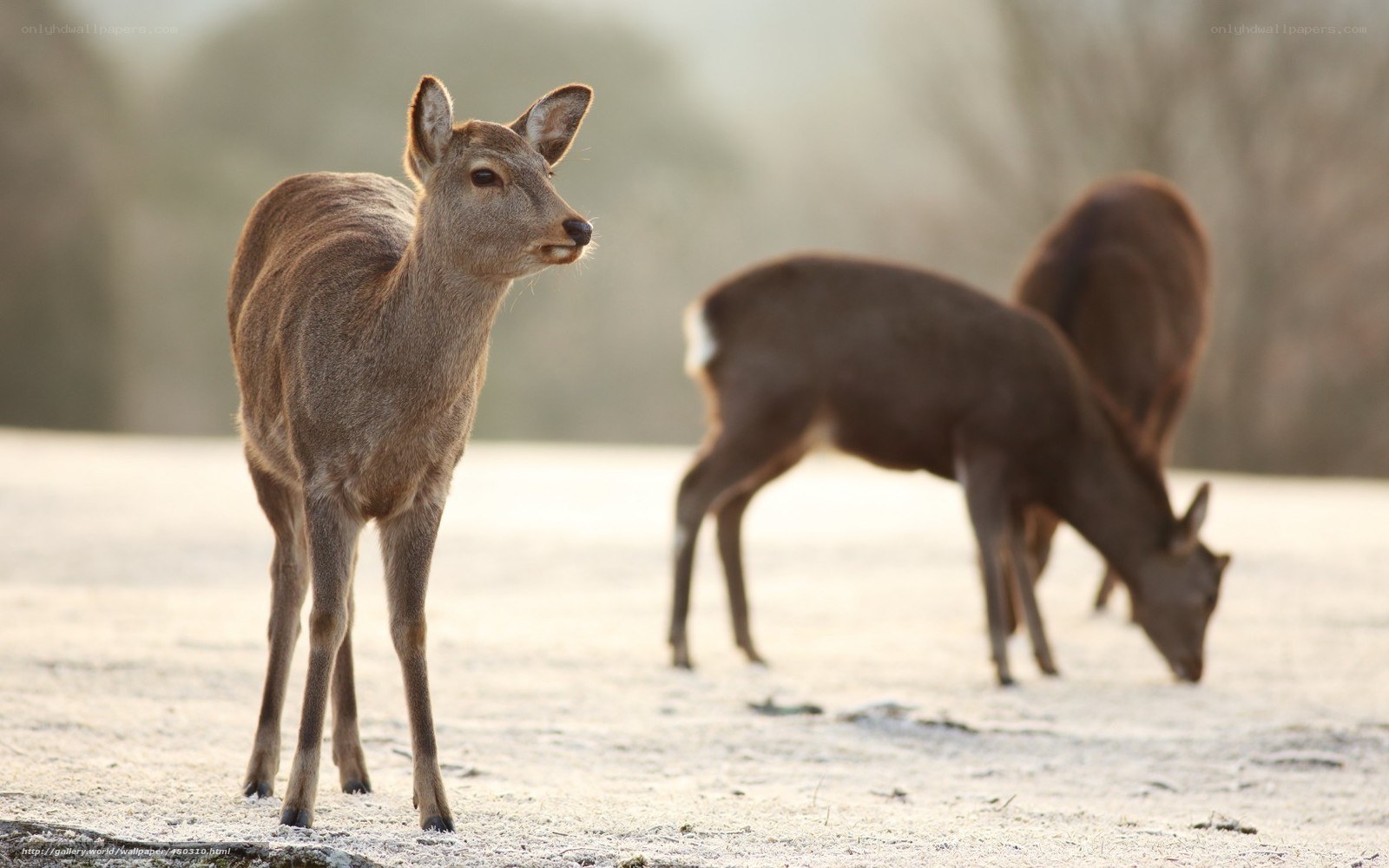 Deer in a frosty field