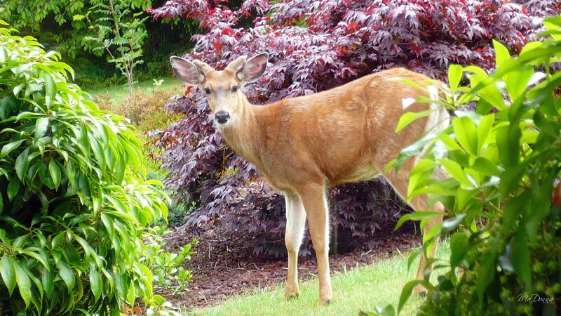 Deer in a garden