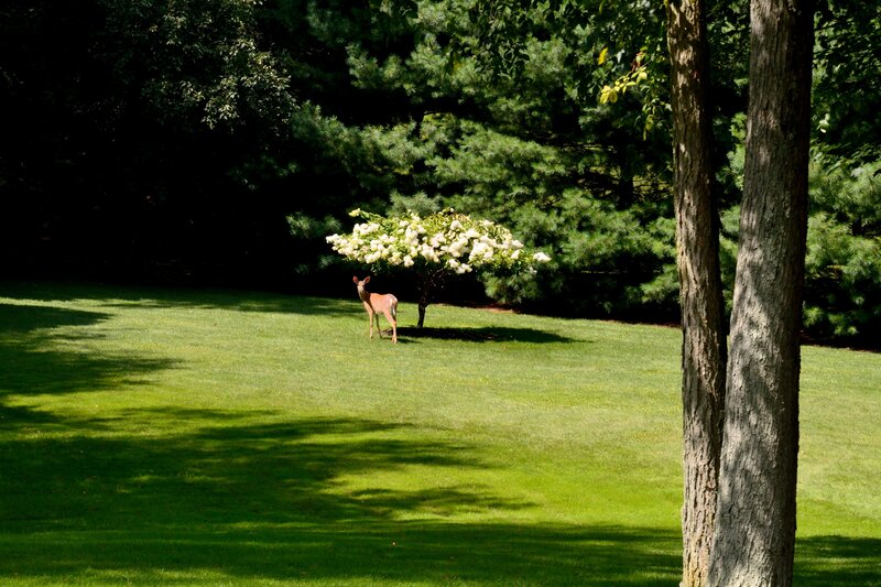 Deer in a Garden — Green, Serene