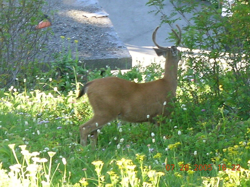 Deer in a garden