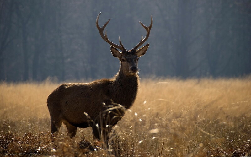 Deer in a golden field