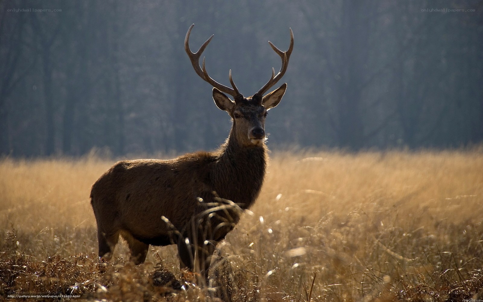 Deer in a golden field