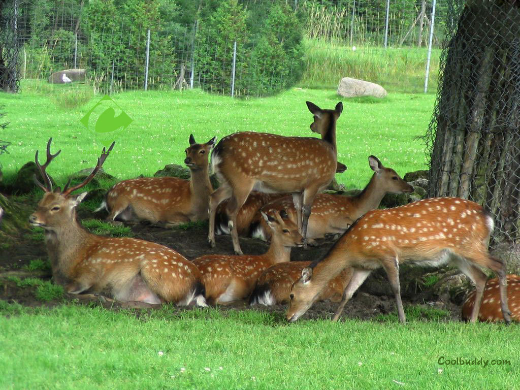 Deer in a grassy enclosure