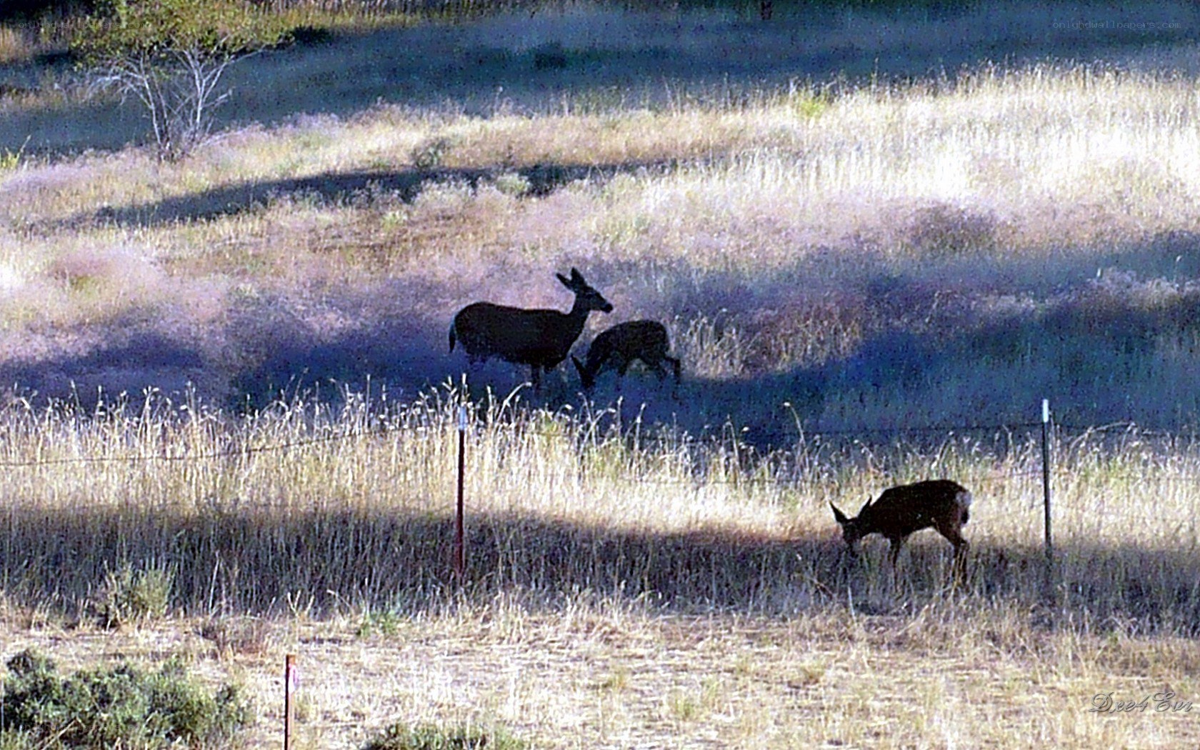Deer in a grassy field