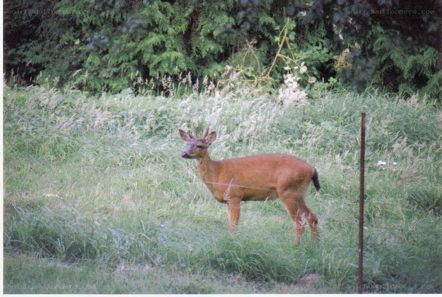Deer in a grassy field