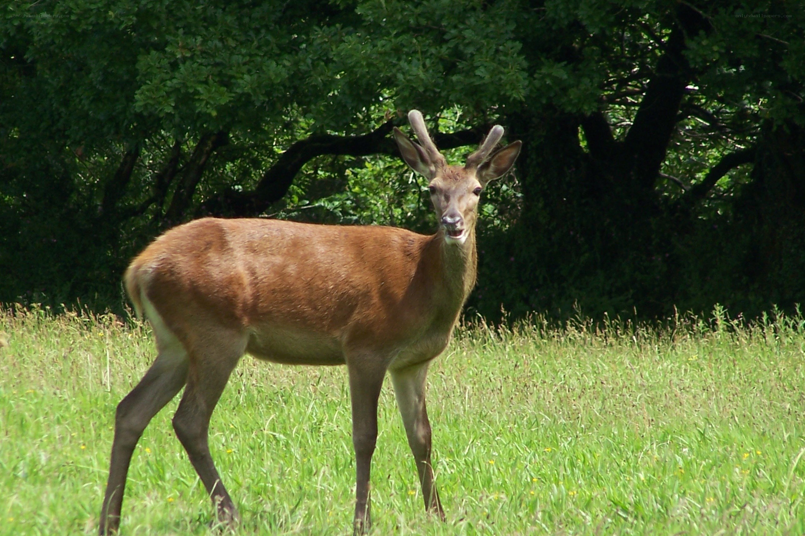 Deer in a grassy field