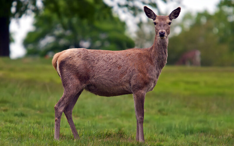 deer in a grassy field