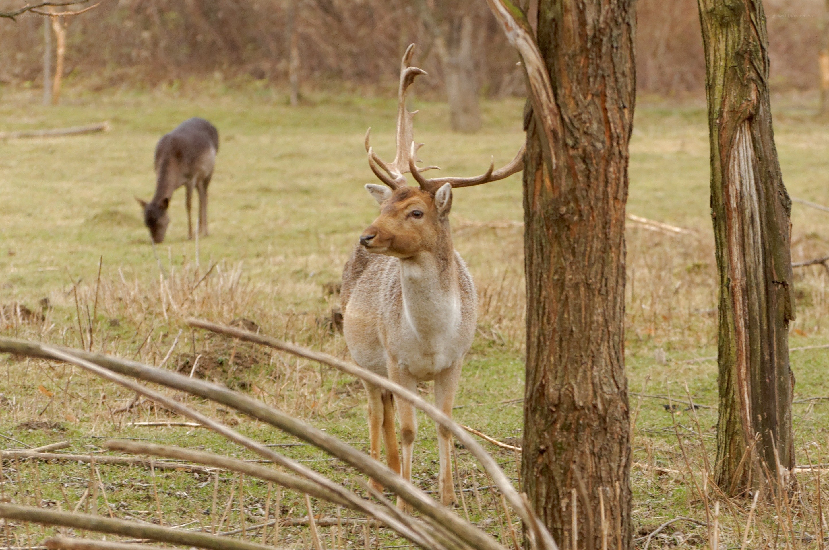 Deer in a grassy field