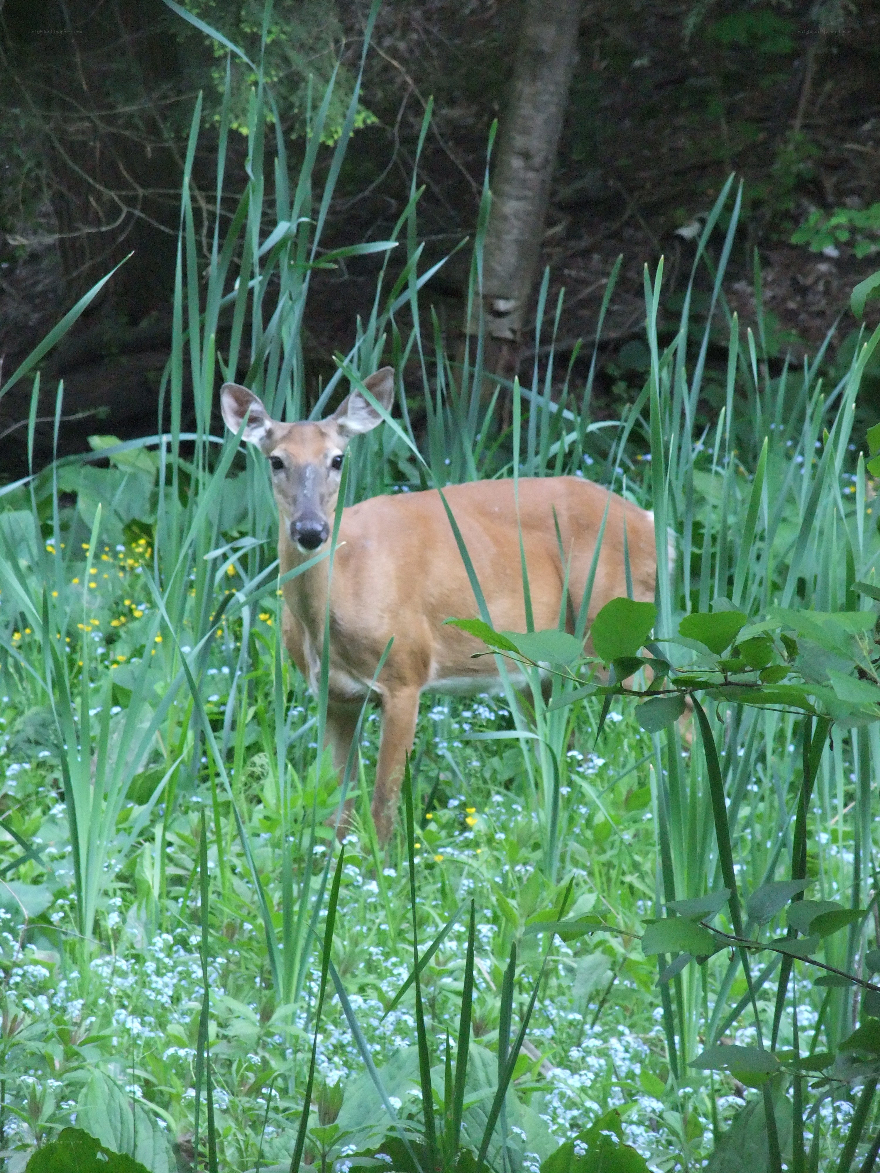 Deer in a grassy field