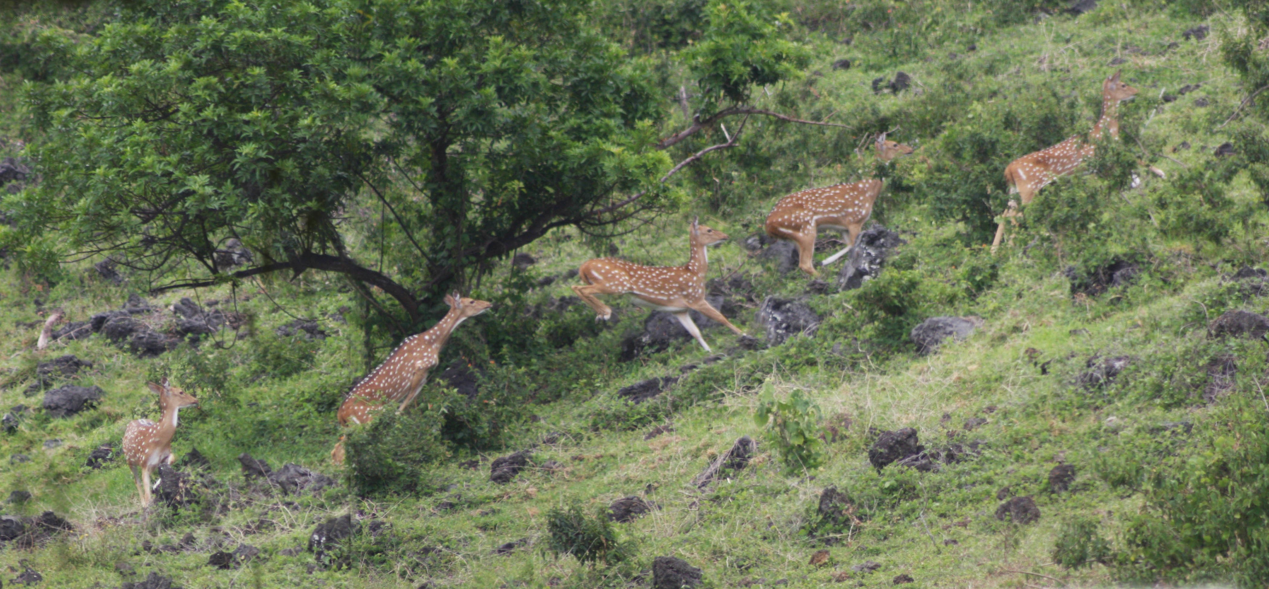 deer in a grassy field