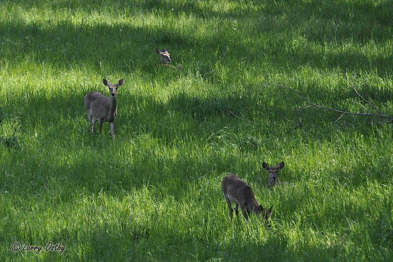 Deer in a grassy field