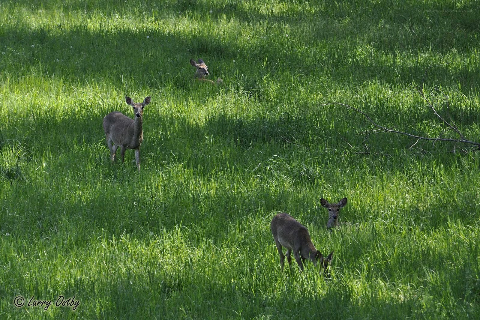 Deer in a grassy field