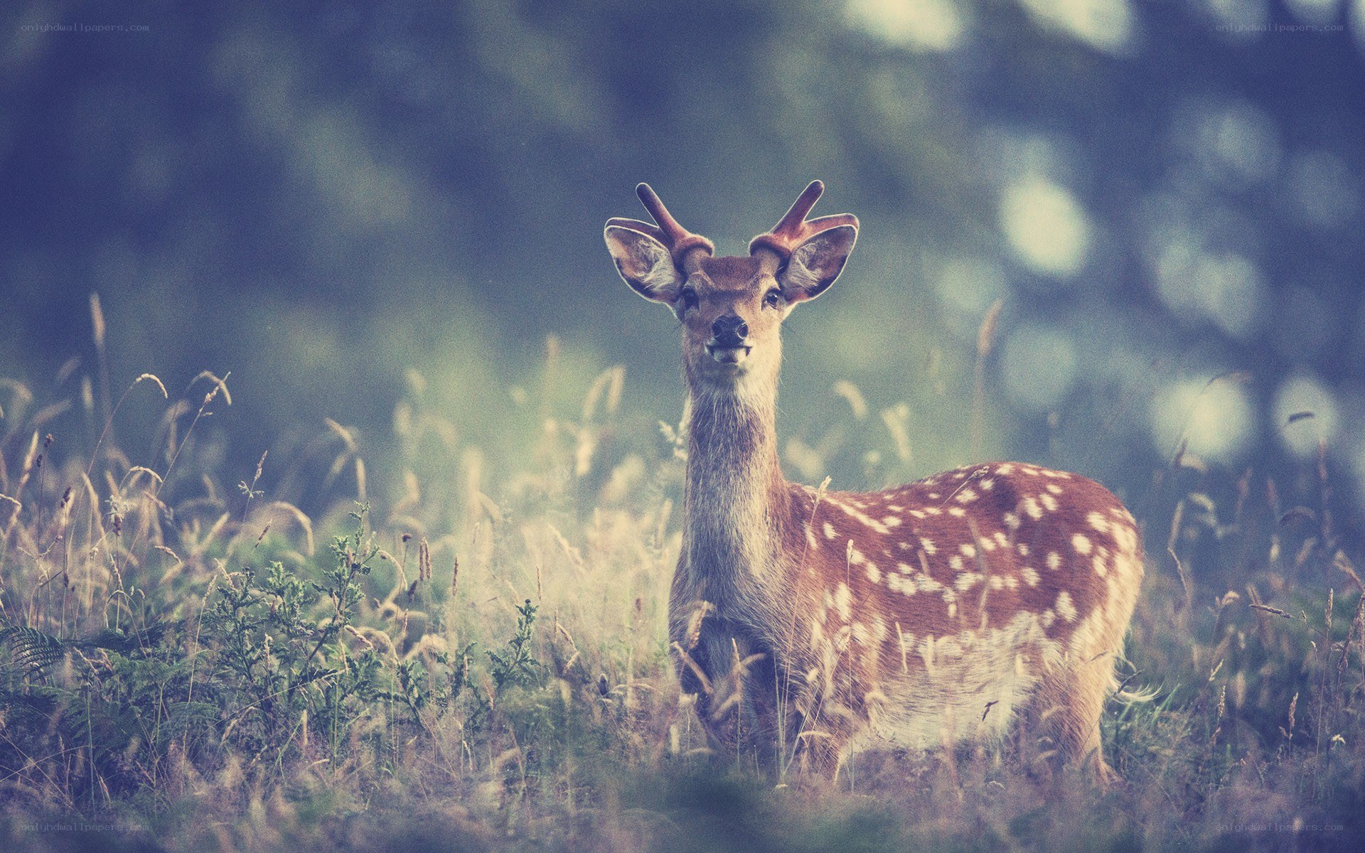 deer in a grassy field