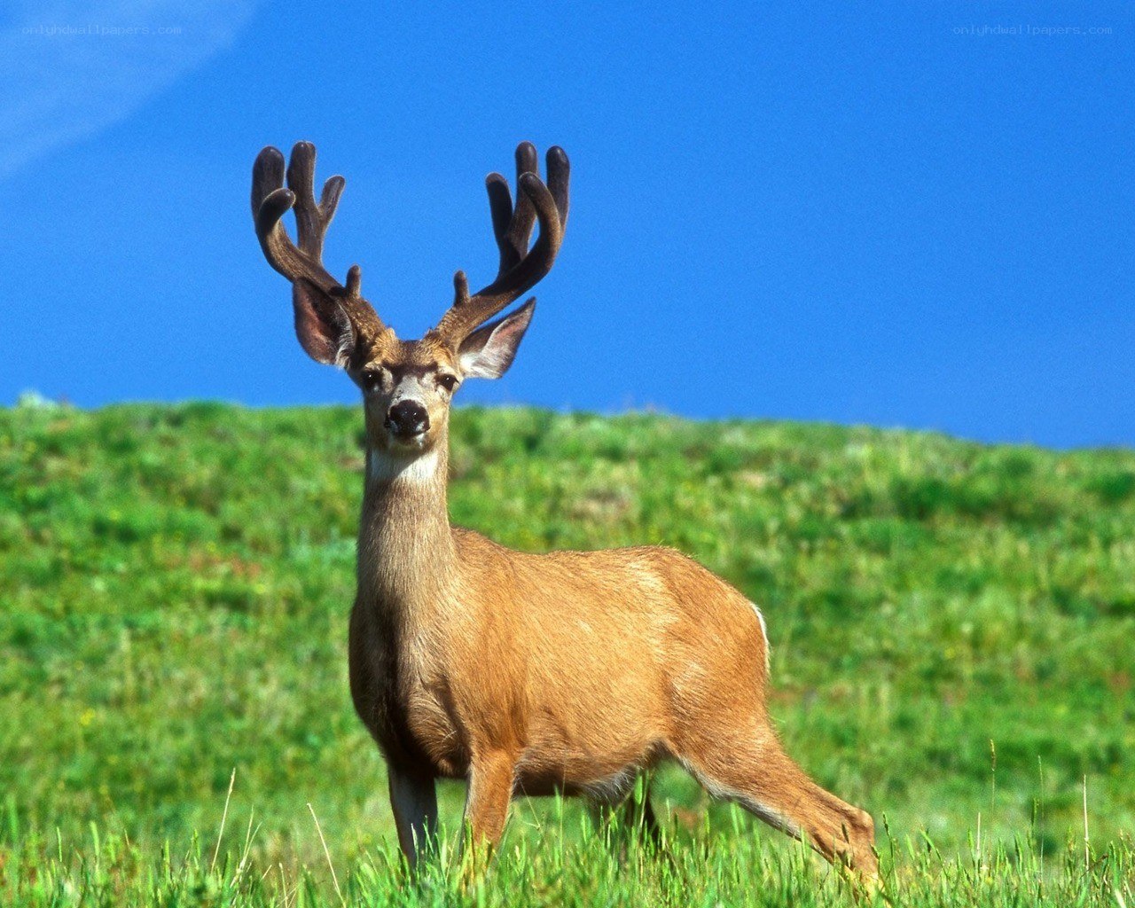 deer in a grassy field