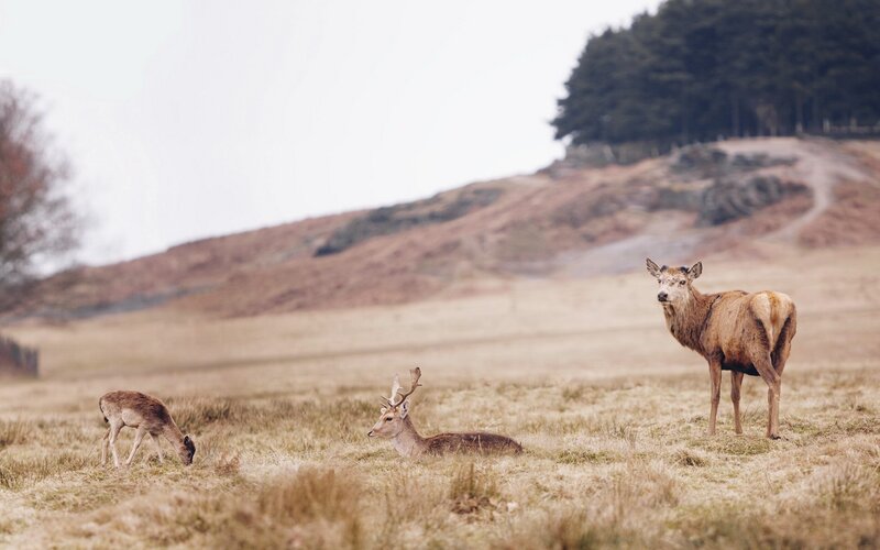 Deer in a grassy field