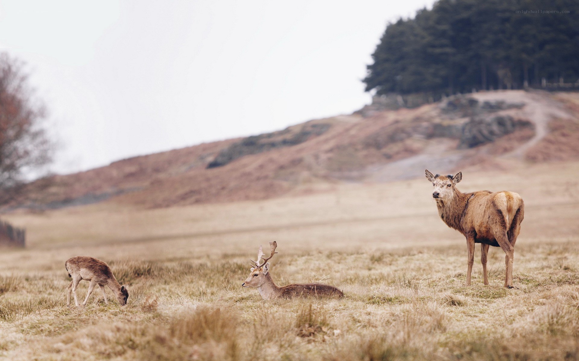 Deer in a grassy field