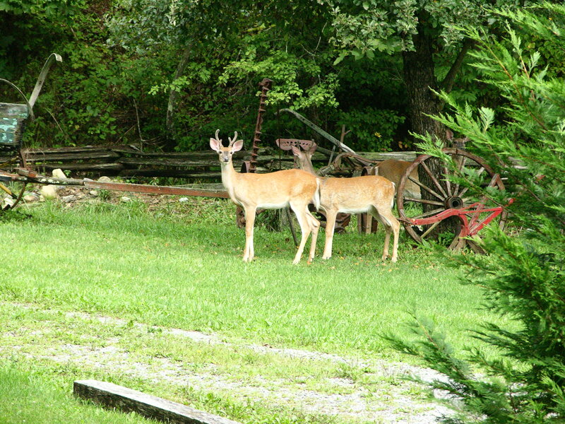 Deer in a grassy yard