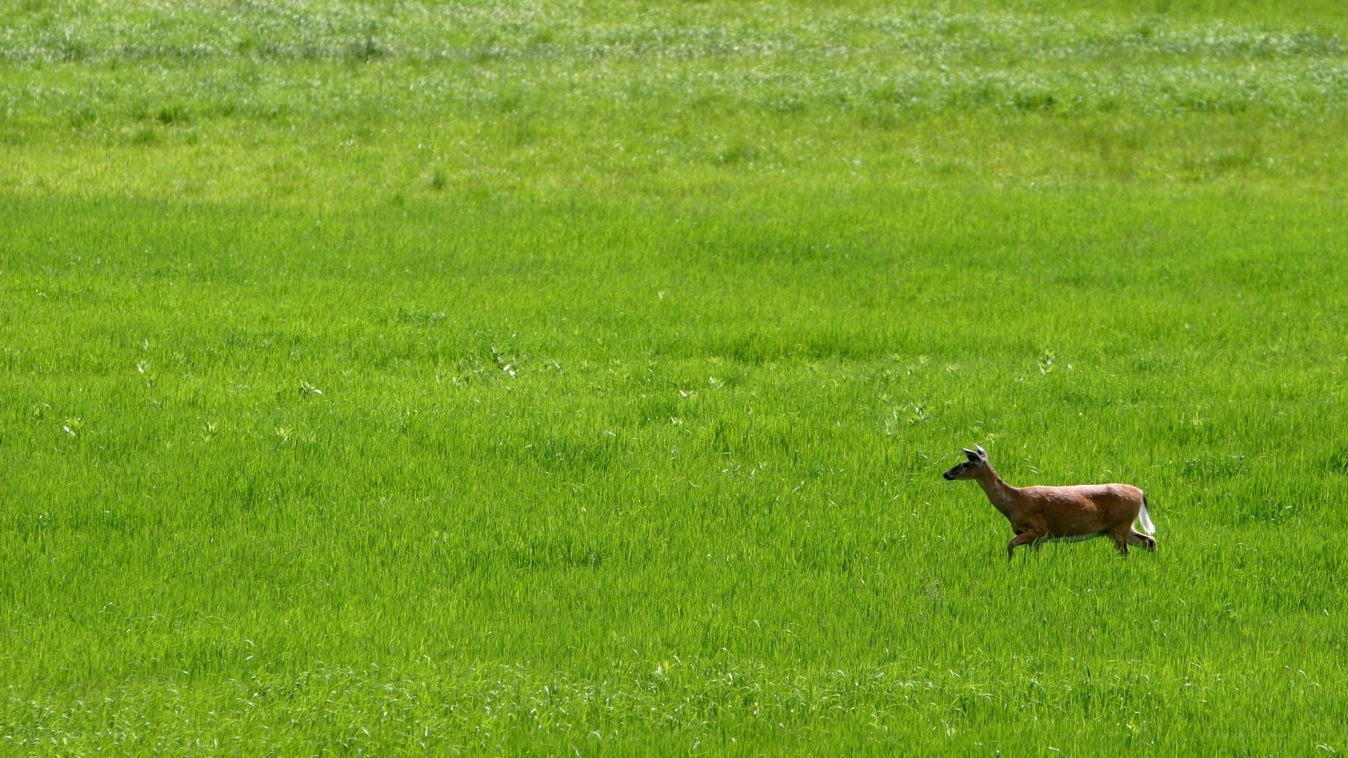 Deer in a green field