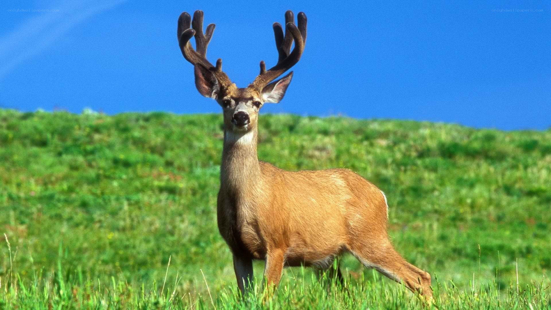Deer in a green field