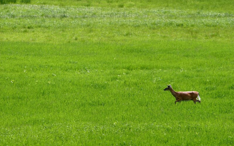 Deer in a green field