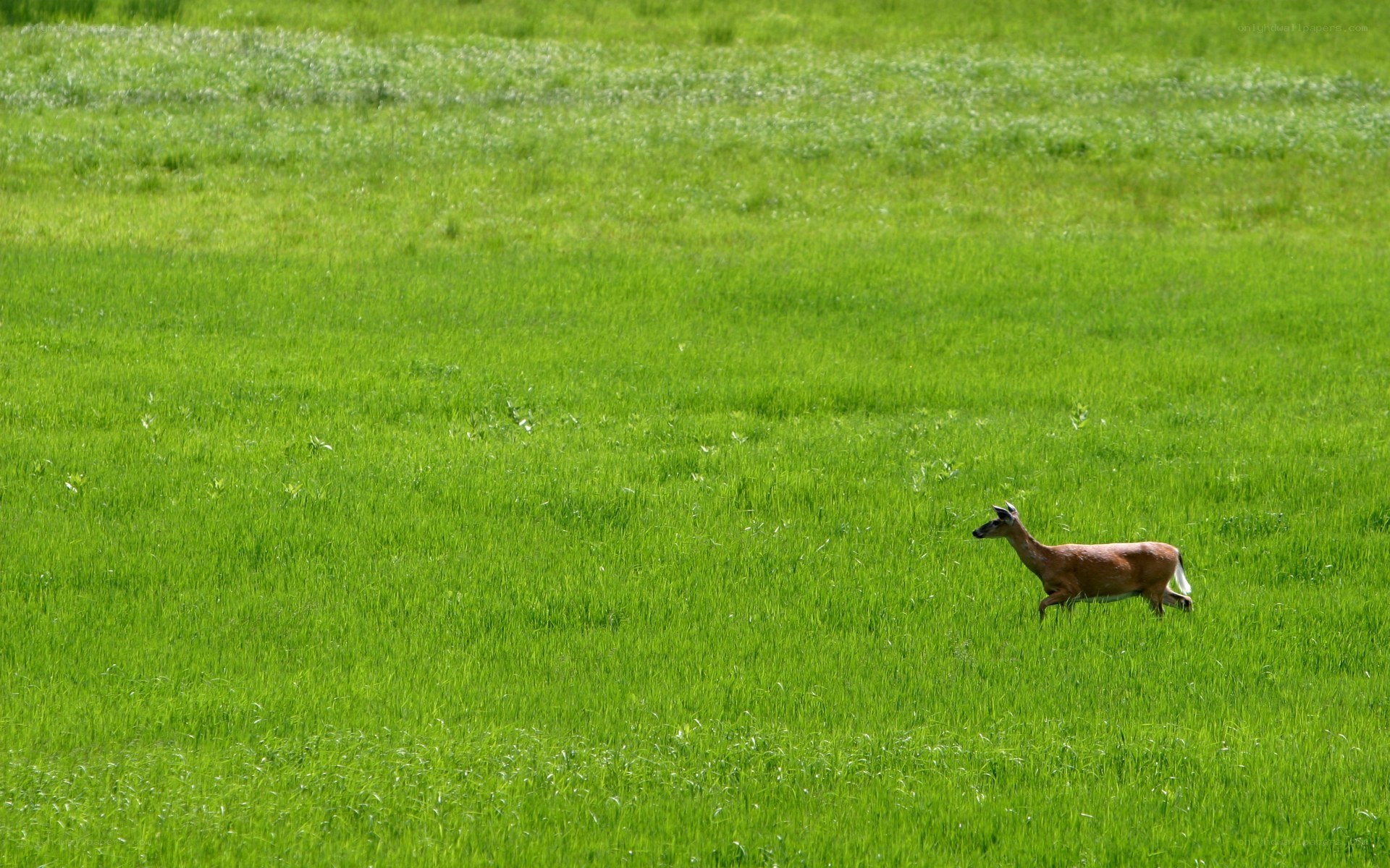 Deer in a green field