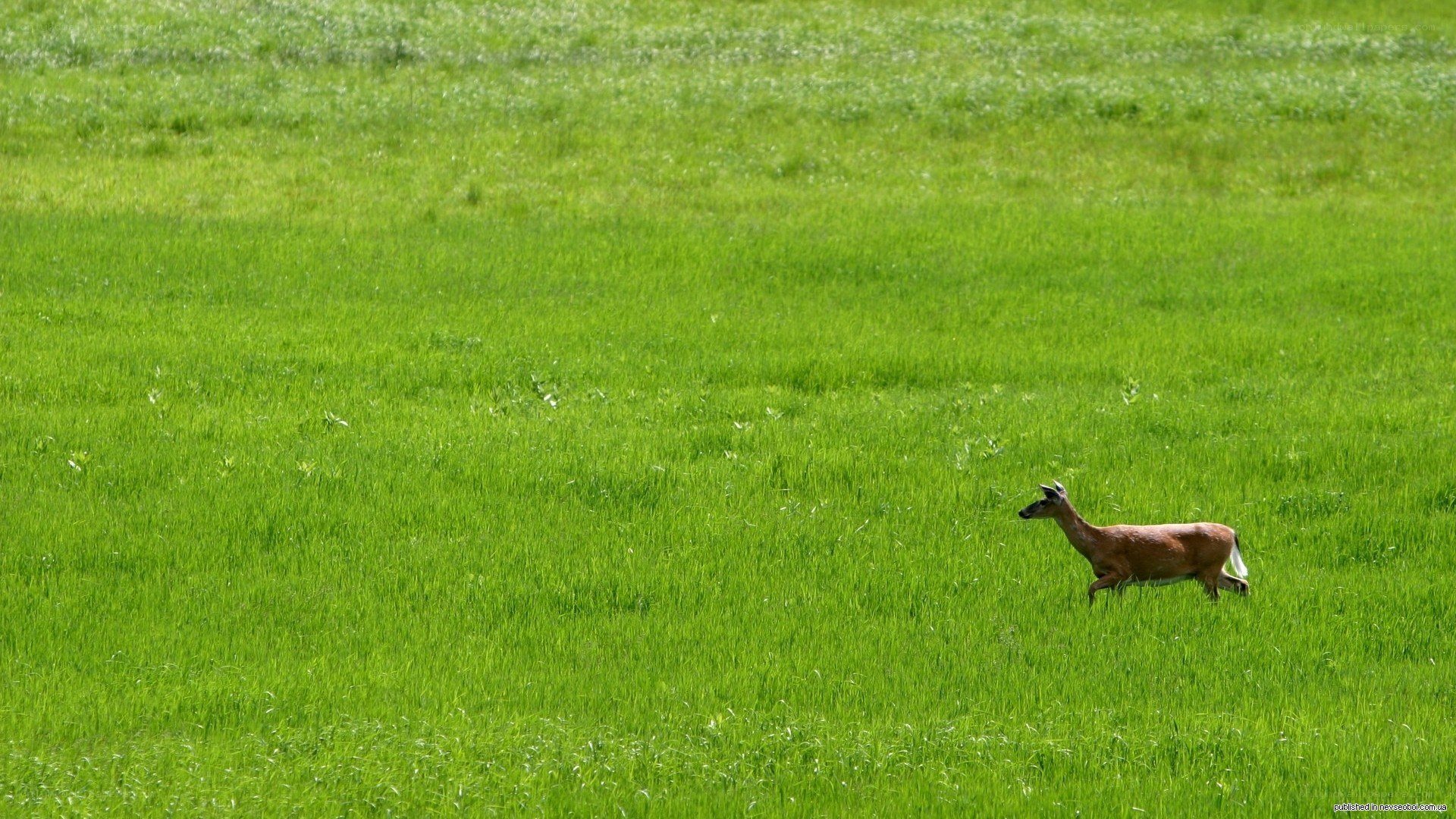 Deer in a green field