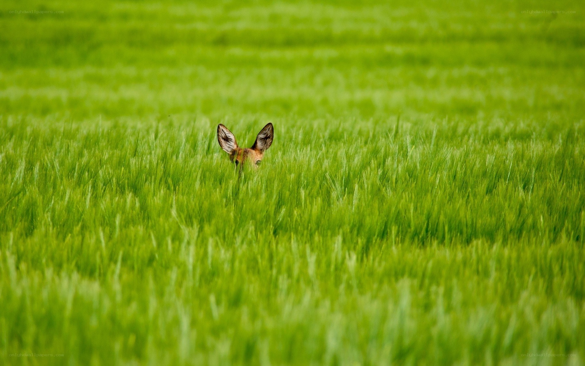 Deer in a green field