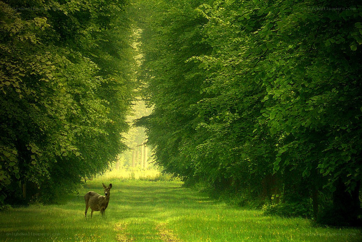 Deer in a green forest path