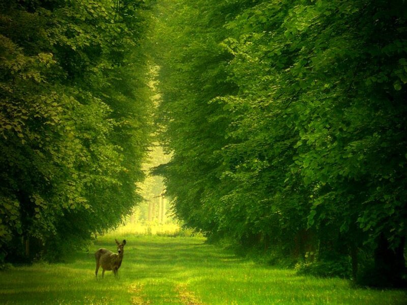 Deer in a green forest path