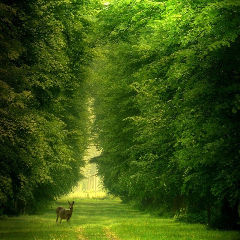 Deer in a green forest path