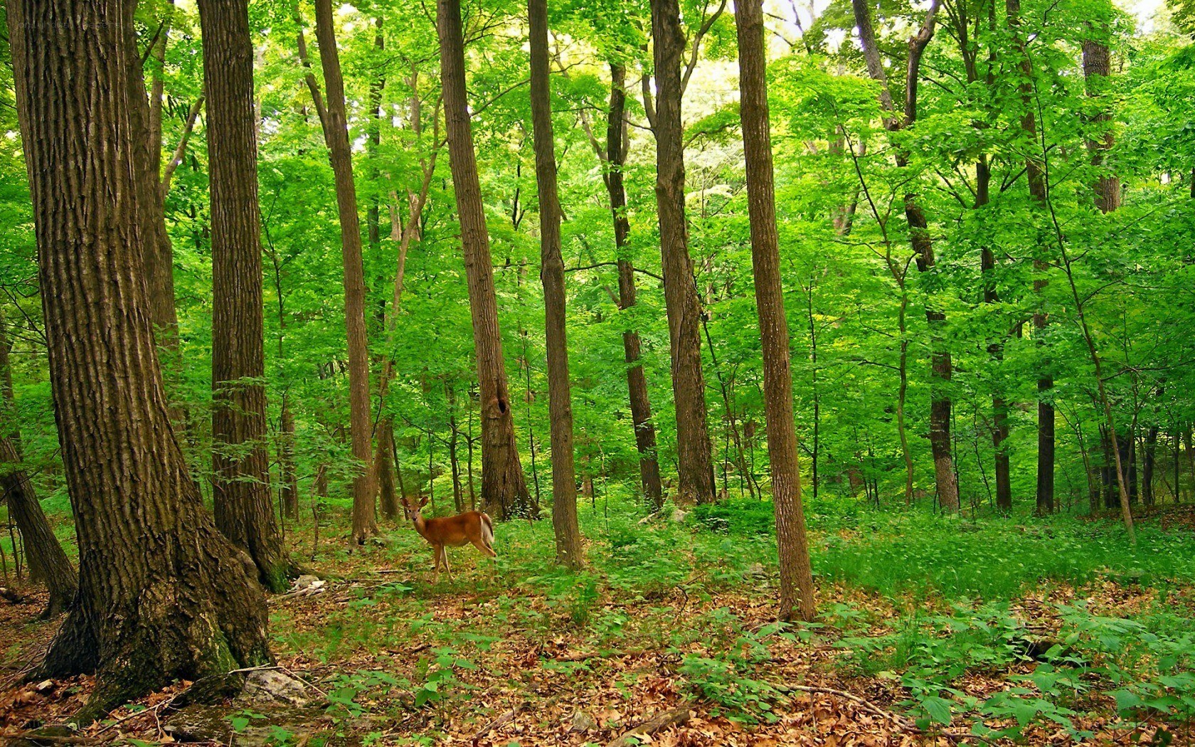 Deer in a green forest