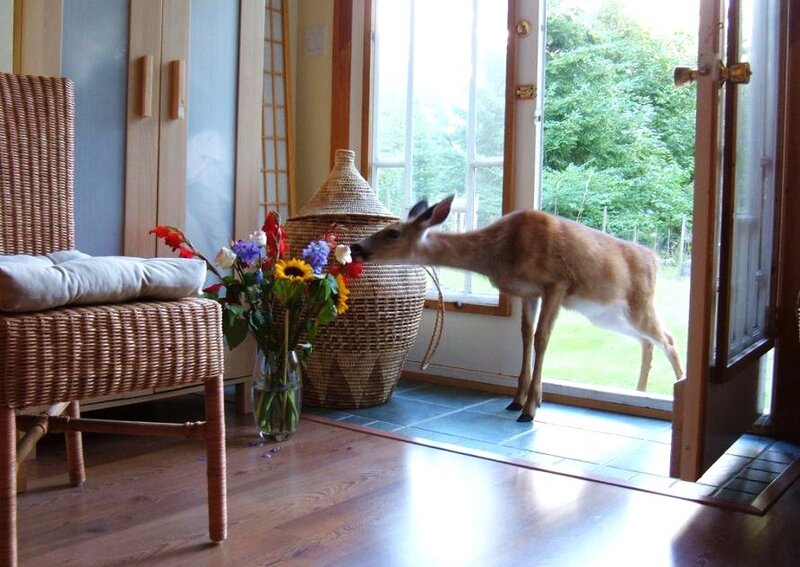 Deer in a home doorway