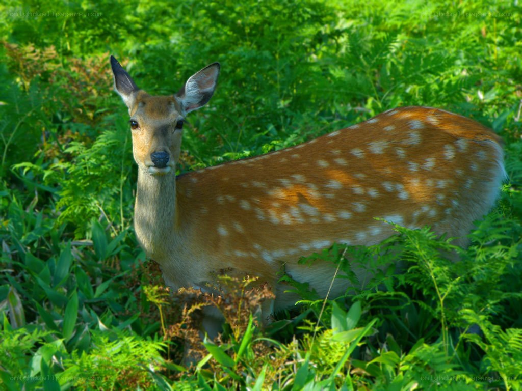 Deer in a lush green forest