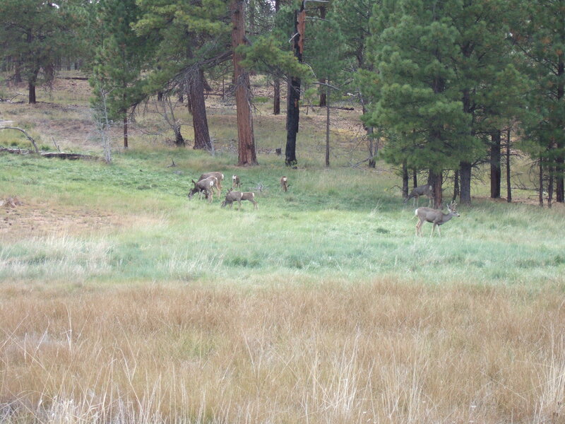 Deer in a Meadow — Green, Serene, Afternoon
