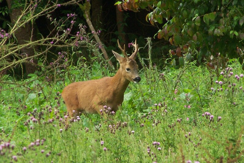 Deer in a meadow