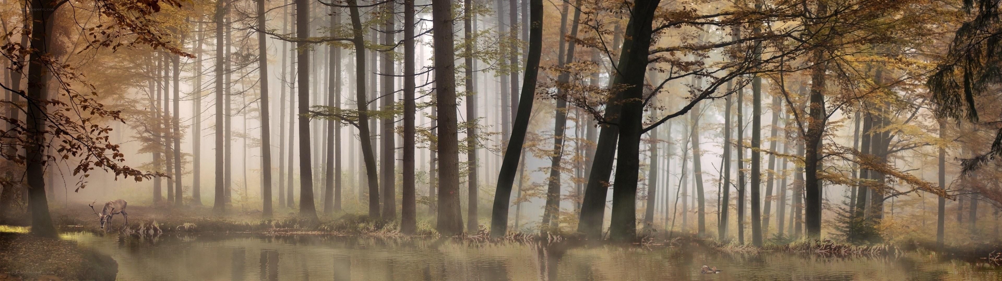 Deer in a misty autumn forest