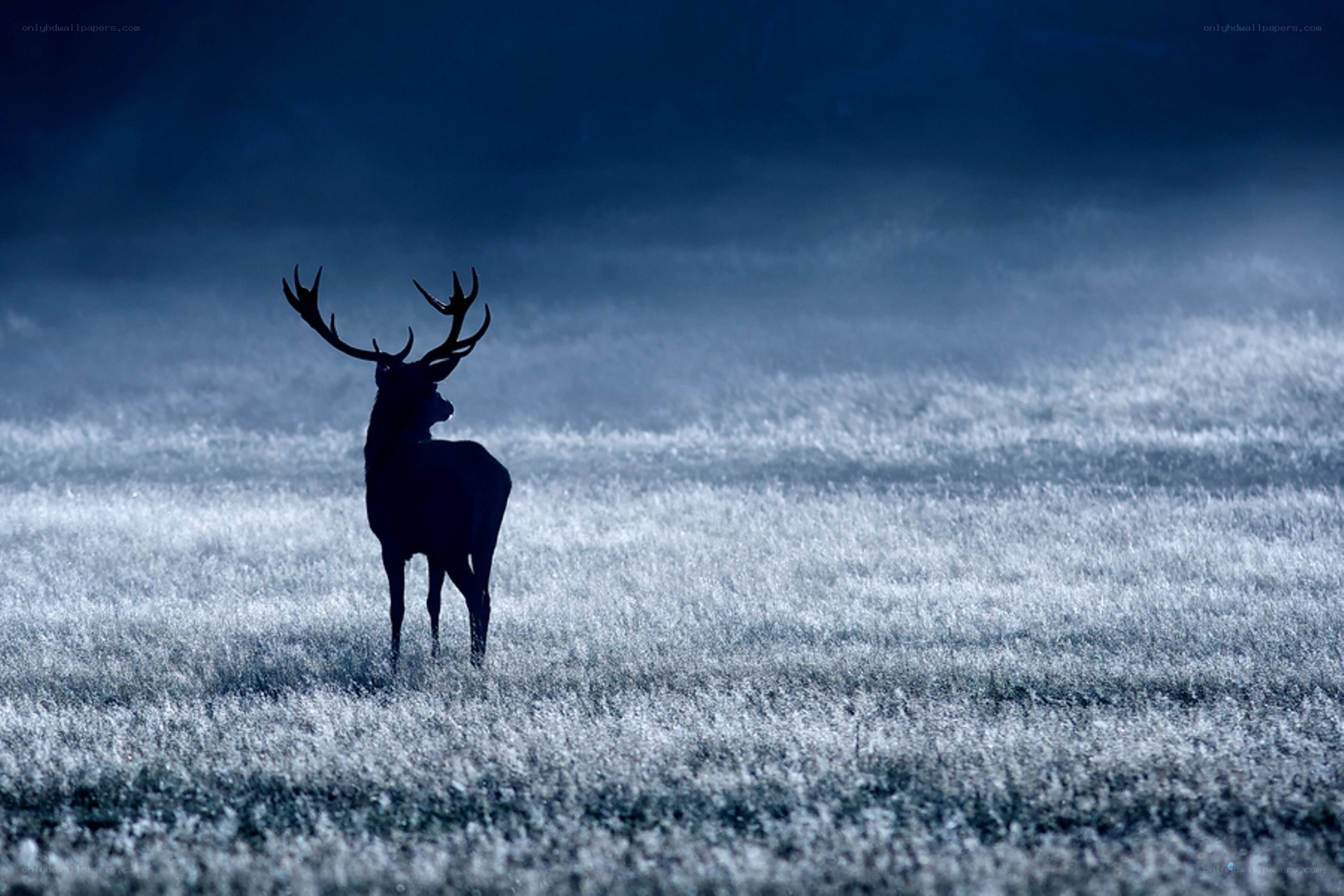 Deer in a misty field