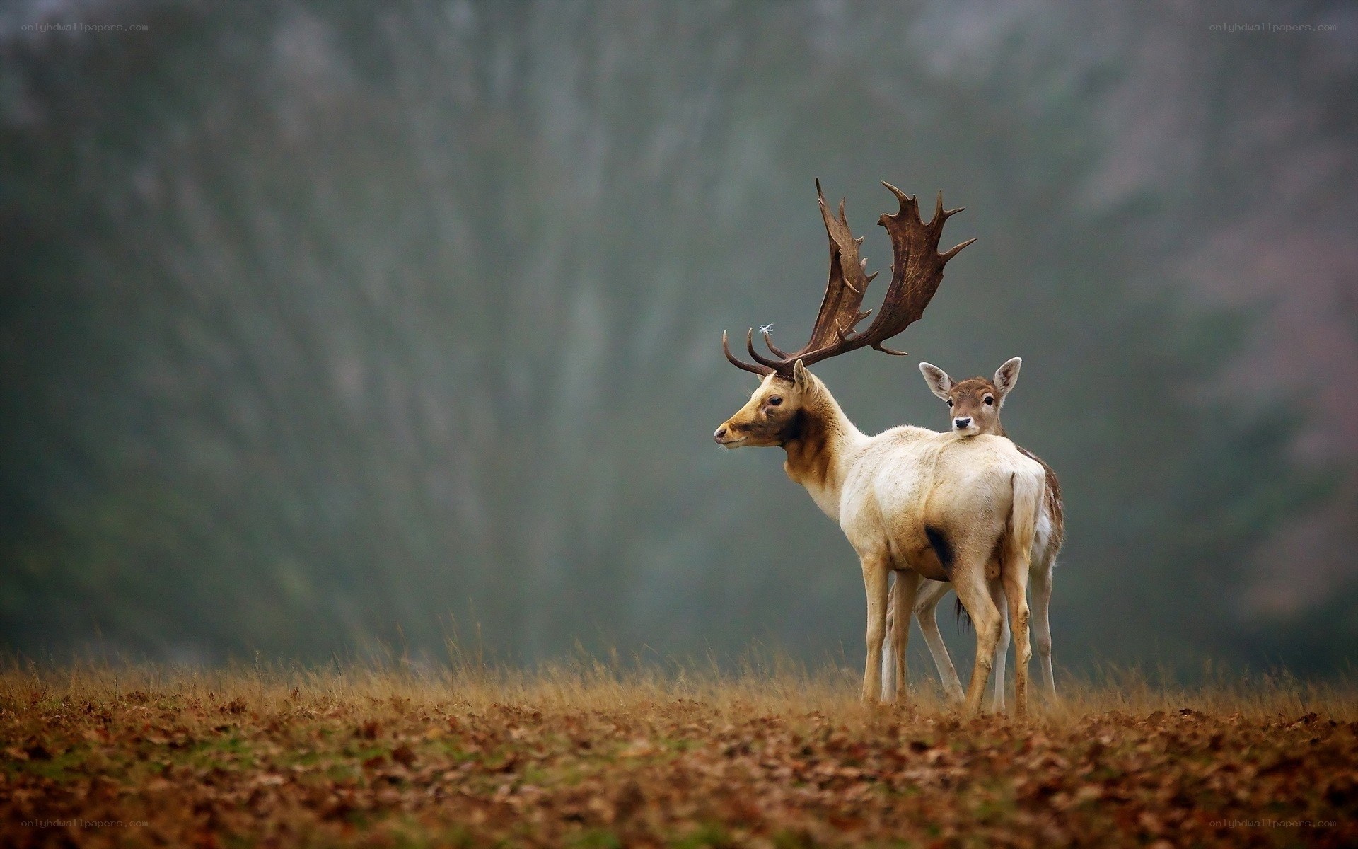 Deer in a misty field