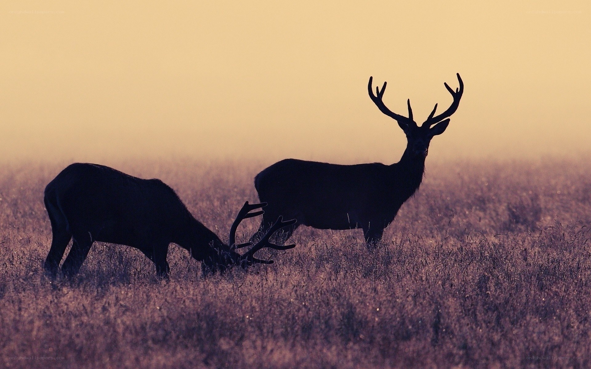 Deer in a misty field