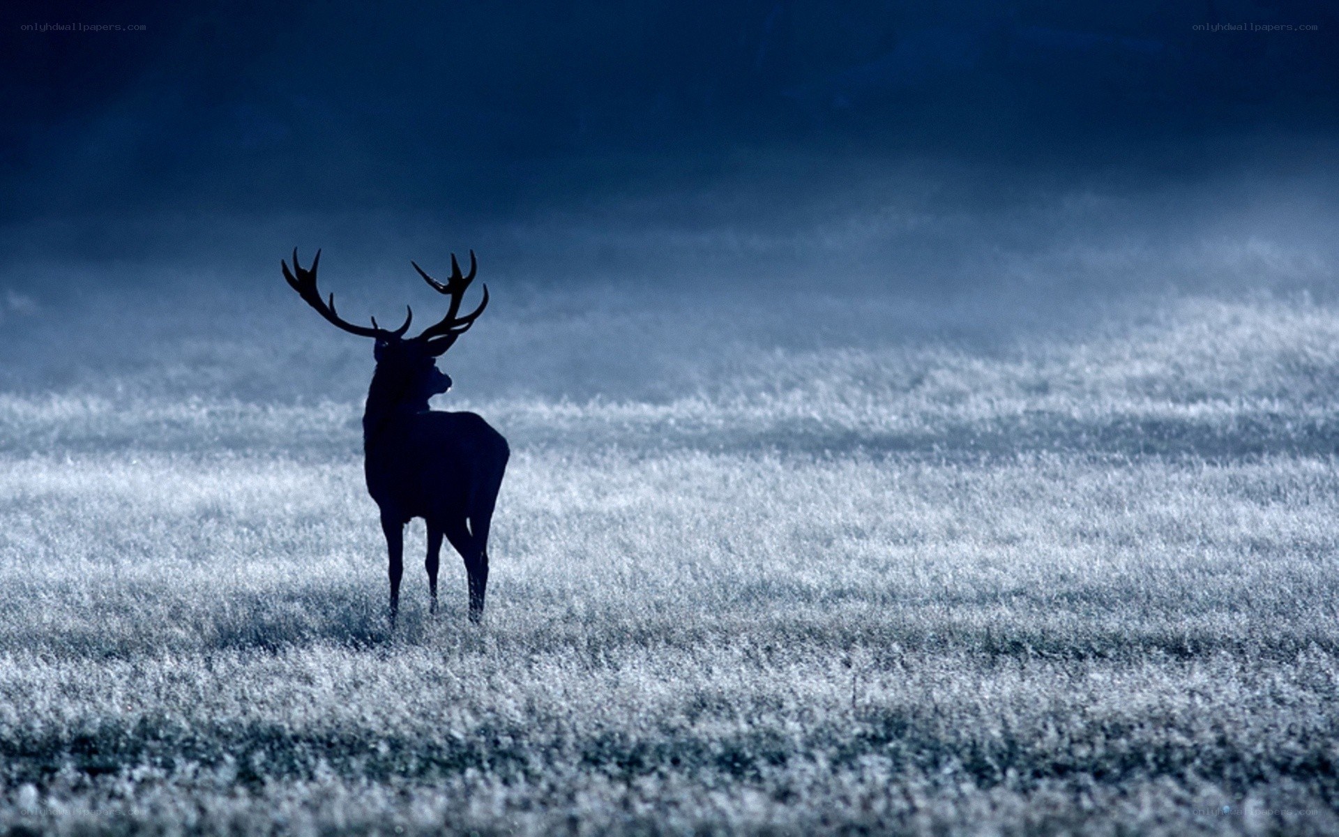 Deer in a misty field