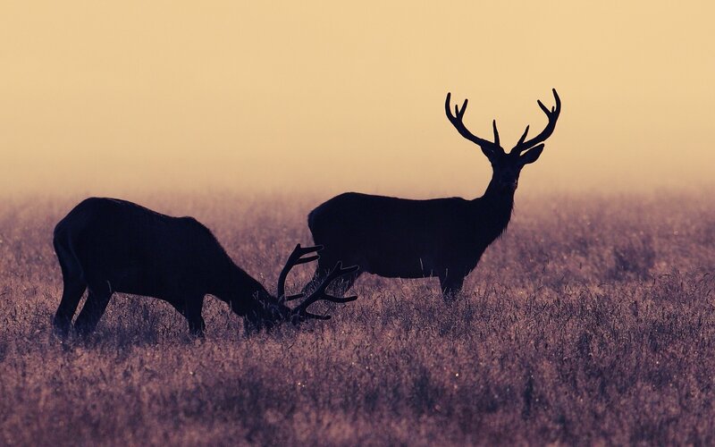 Deer in a misty field