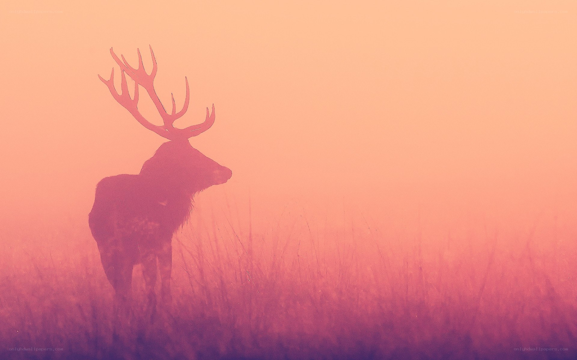 Deer in a misty field